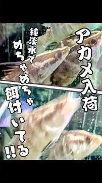 The Akame (red-eyed), one of Japan's three most monstrous fish, has finally arrived! And what's m...