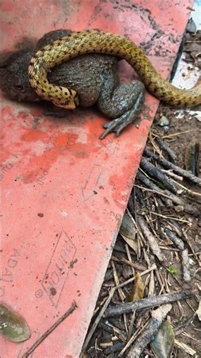 184. I heard frogs croaking, so I went into the garden to film them. #Korea #snake #animals #runn...