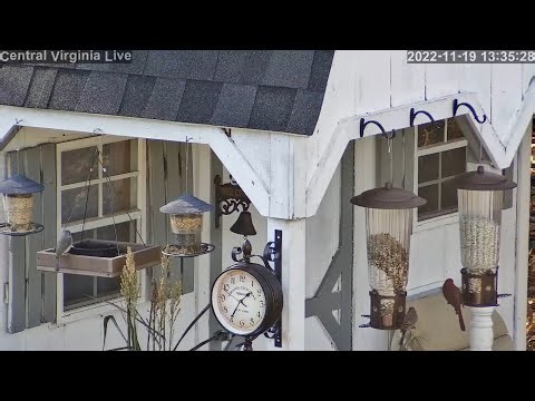 Central Virginia Live - Bird Cams