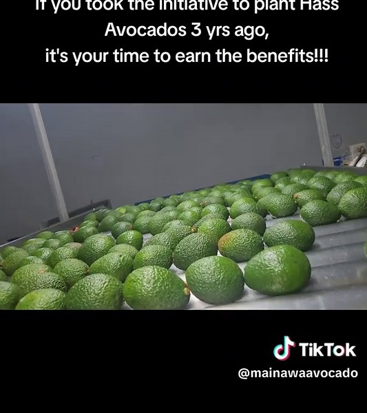 Maina wa Avocado (@mainawaavocado) - Maximize Your Hass Avocado Harvest Benefits Today
