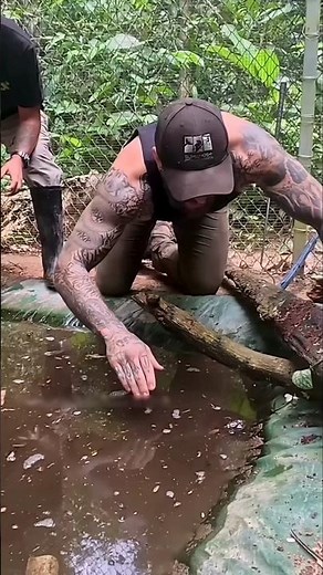 Snake Giving Birth To Babies😱 #shorts #animals #snake