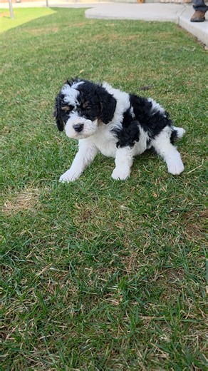 Cavapoo puppy for sale