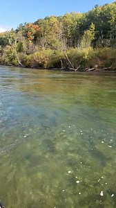 Now that it's light. You can see how many fish are at Tippy Dam. So many Salmon now.. @BettsGuideService.com | Chad Betts