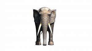 3d Cg Rendering Elephant Stock Footage Video (100% Royalty-free) 15677011 | Shutterstock