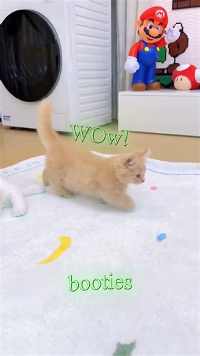 He Turned His Cats Into Walking Lanterns 😺💡