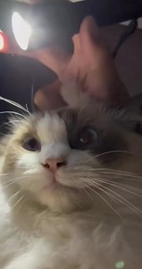 Cat Flashlight = Devil