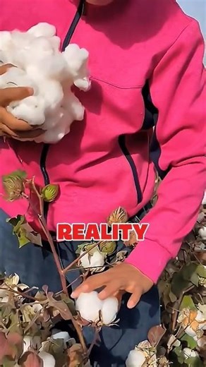 Unbelievable Brutality: Man Picking Cotton with Bare Hands Every Day