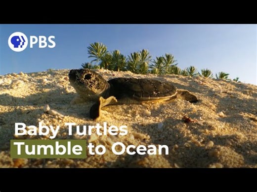 PBS Nature: Tiny Turtles Tumble Towards the Sea