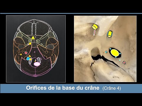 Anatomie des orifices de la base du crâne (Ostéologie du crâne 4)