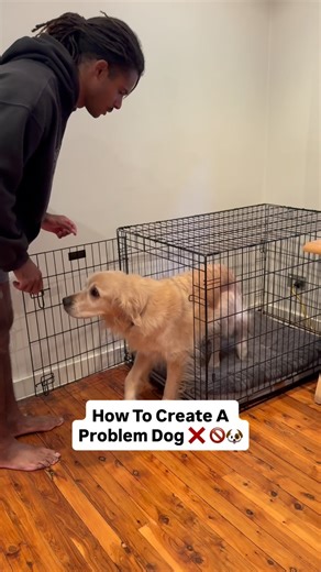 How to create a problem dog 101 #dogtrainer #dogtrainingtips #dogtraining #dog #goldenretriever #dogtrainers | Apex Dog Training
