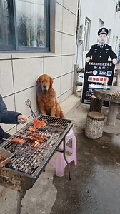 2.9K views · 53 reactions | When you are so hungry you can almost smell that it is lunch time! #Animals #Dogs Want to be Featured? Message us your #AnimalVideos | Animalistic | Facebook