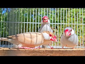 Java sparrows sing sweet song. They are sing and play together. That's so funny. Java finch singing.