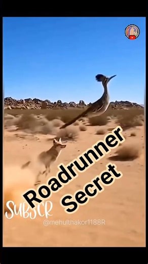 greater roadrunner #factshorts #history bird #roadrunner secret