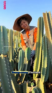 Kaktus Peruvian apple... | Lampoh Bijeeh