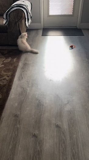 Omg look how cool my new toy is !! Love chasing this ball #fypシ゚viral #persiancat #kittycatsoftiktok #kittyplaytime #kitten