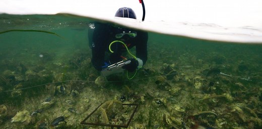 How could we clean up the algal bloom?