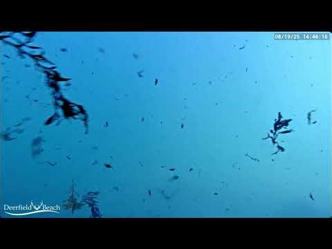 Group Dancing Underwater.