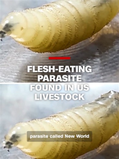 A case of New World screwworm has been confirmed in a South Texas calf, marking the first detection in US livestock in decades. Experts warn a larger outbreak could threaten livestock and drive up beef prices.