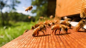 15K views · 257 reactions | Bee Fact: Bee colonies create their own...