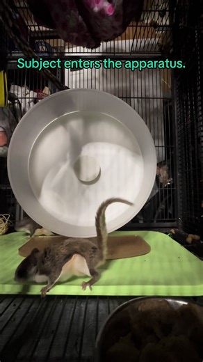 Rescuing Southern Flying Squirrels in New York