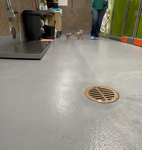 Greenhill Humane Society on Reels