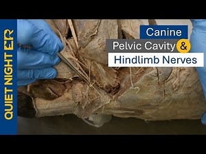 Veterinary Anatomy: Canine Pelvic Cavity and Hindlimb Nerves