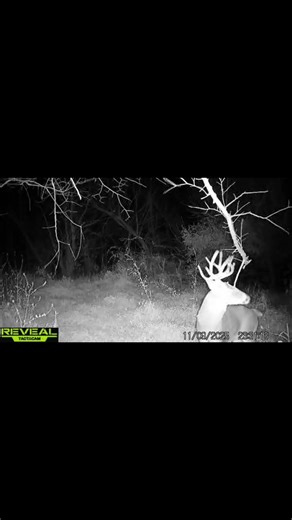 Everything You Need to Know About Bucks