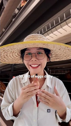 🐔Hen does not lay egg every single day!