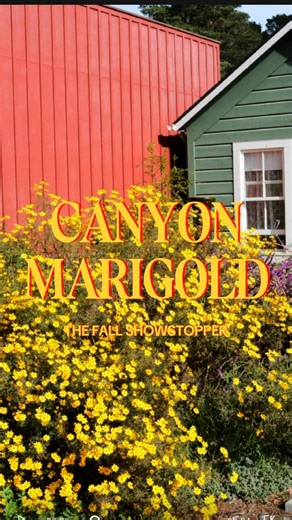 This vibrant Mexican shrub, known for its strongly aromatic foliage,...