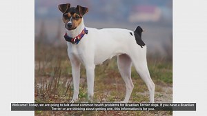 Common Health Problems in Brazilian Terrier Dogs