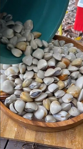 MASSIVE Buckets of FRESH Seashells! 🐚🔥 | ASMR Seafood Feast + Perfect Shellfish