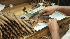 Close up of whole process male hands making cigars from dry tobacco leaves on the rolling factory table. Cut, twist and gluing. The finished handmade product in stack. 60fps 4k footage