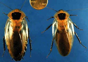 Blaberus discoidalis - Alchetron, The Free Social Encyclopedia