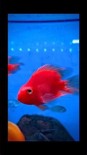 Amazing colourful parrot fish #aquarium #fishtank #parrotfish