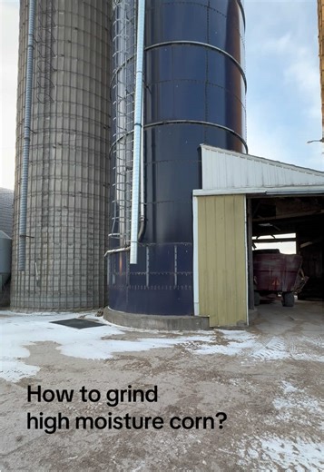 Grinding High Moisture Corn for Dairy Cows