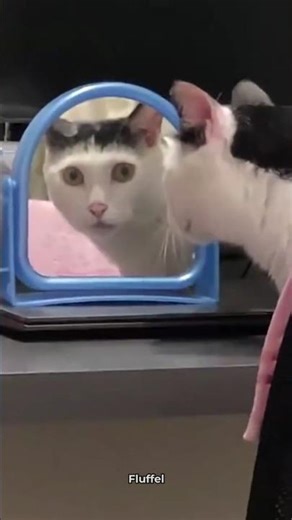 These Cats See Themselves In The Mirror For The First Time 😂