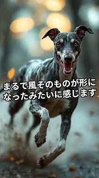 5 precious moments of Italian Greyhounds #ItalianGreyhound #animalvideos #dog #lifewithdogs #dog
