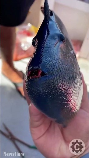 🐟 Scarlet Fangs! The Creepy Red-Toothed Triggerfish Caught in South China Sea