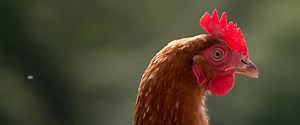 Meet our rescued chickens | Goodheart Animal Sanctuaries