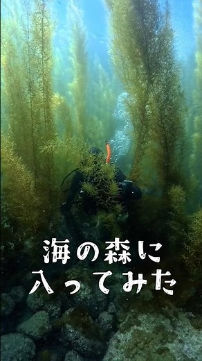 海の中に森あった🌿😳アカモクの世界、幻想すぎる… #ダイビング#海の世界#水中世界#アカモク#海中散歩#水中映像#癒し動画#絶景#fyp#shorts
