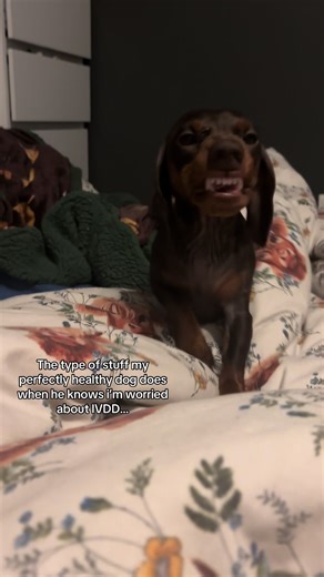 Understanding Dachshund Back Leg Dragging Symptoms