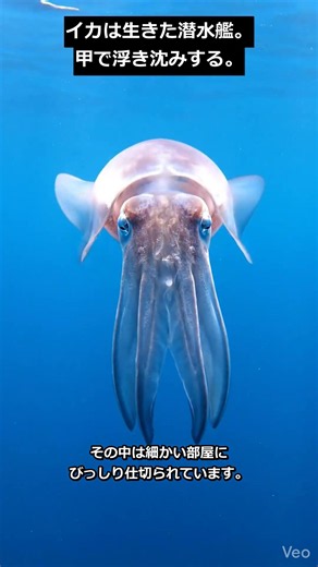 🦑 Do Squids Have Submarines Inside Them!? How They Use Their Cuttlebone to Float #shorts #trivia ...