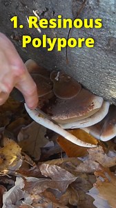266K views · 5.6K reactions | 4 Wild Edible Mushrooms you can forage in the late summer and autumn! #foraging #Mushrooms #fungi #wildfood #Maine | Son of a Bear Herbs | Facebook