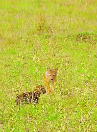Understanding Jackal Behavior in the Wild