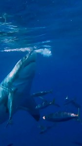 Best videos of cute sharks🦈 . . . #shark #sharks #ocean #sharkweek #underwater #sharkdiving #savesharks #greatwhiteshark #fish #sharkconservation #sharklover #sharkattack | Shark King