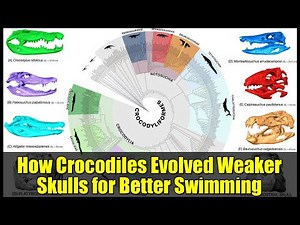 How Crocodiles Evolved Weaker Skulls for Better Swimming | Ancient to Modern Adaptation
