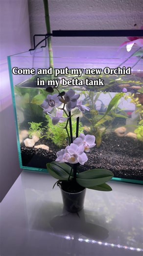 Setting Up an Orchid in My Betta Tank