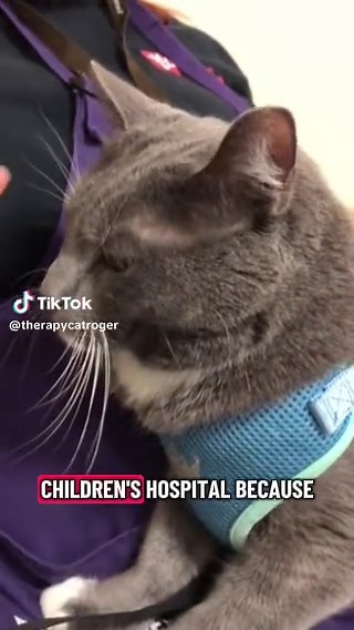 Cats with Careers: Explore Their Amazing Talents