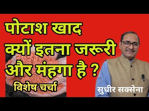 The importance of potash fertilizer. Why is potash becoming more expensive? How to apply potash t...