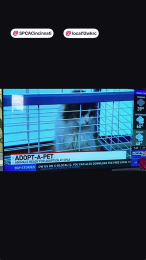Cheryl has been adopted! @SPCA Cincinnati @local12wkrc